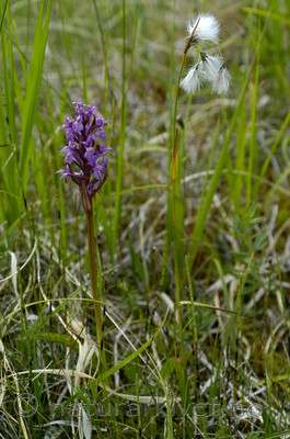 DSC_5900 / Eriophorum latifolium / Breimyrull
