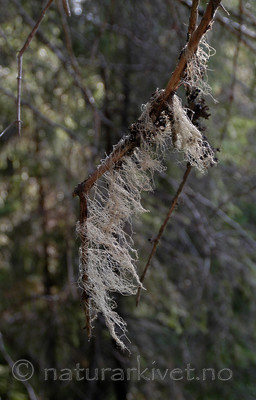 DSC_6099 / Ramalina thrausta / Trådragg