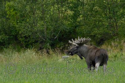 DSC_6390 / Alces alces / Elg