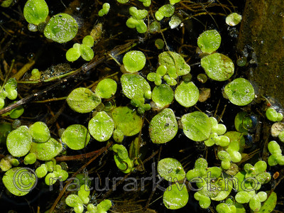 DSC_6729 / Spirodela polyrhiza / Stor andemat