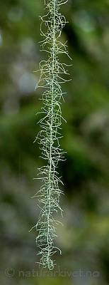 DSC_7205 / Usnea longissima / Huldrestry