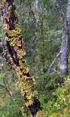 DSC_7223 / Lobaria pulmonaria / Lungenever