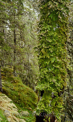 DSC_7254 / Lobaria pulmonaria / Lungenever