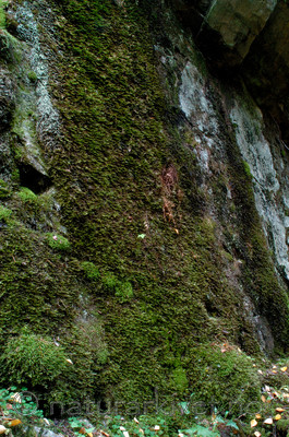 DSC_7739 / Neckera crispa / Krusfellmose