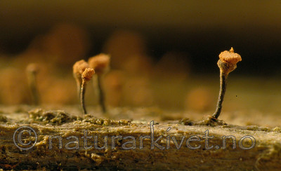 DSC_7801 / Sclerophora coniophaea / Rustdoggnål