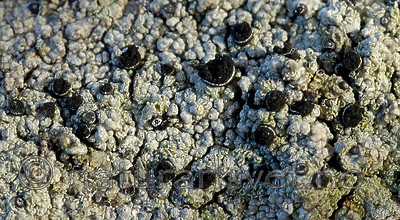 DSC_7822 / Cyphelium inquinans / Gråsotbeger