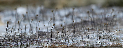 DSC_7836 / Chaenotheca gracillima / Langnål