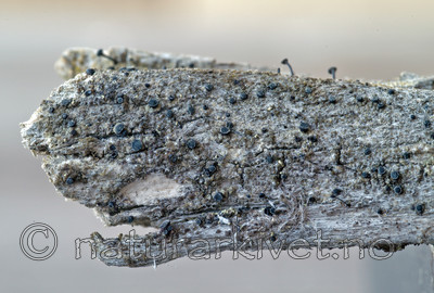 DSC_7850 / Cyphelium karelicum / Trollsotbeger
