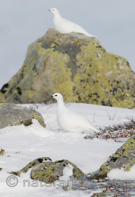 DSC_8332 / Lagopus muta / Fjellrype
