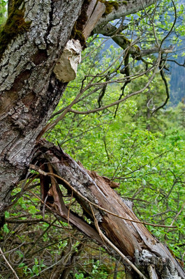 DSC_9408 / Haploporus odorus / Nordlig aniskjuke <br /> Salix caprea / Selje