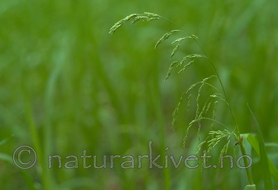 DSC_9768 / Glyceria lithuanica / Skogsøtgras