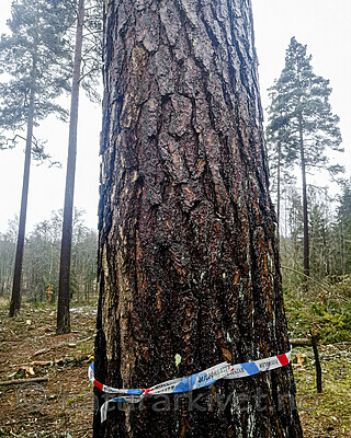 IMG_20201205_120429 / Pinus sylvestris / Furu