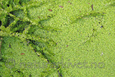 IMG_5290_2 / Lemna minor / Andemat