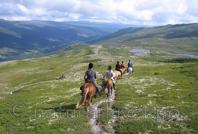 IMG_7550 / Equus caballus / Hest