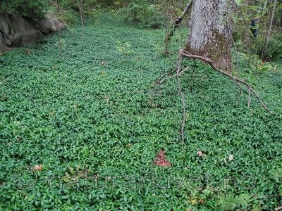 KA2_090907_0045_w / Vinca minor / Gravmyrt