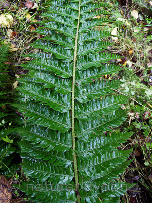KA2_090922_0240 / Polystichum aculeatum / Falkbregne