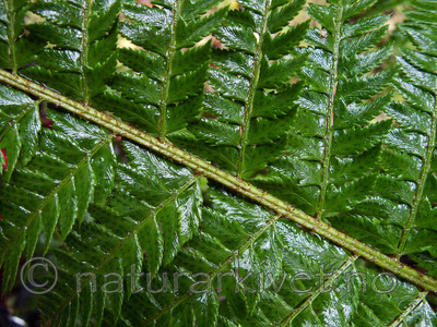 KA2_090922_0242 / Polystichum aculeatum / Falkbregne