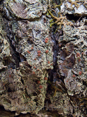 KA2_090924_0314 / Bacidia rubella / Almelundlav