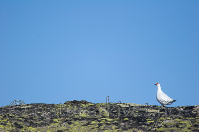 KA_05_1_2603 / Lagopus muta / Fjellrype