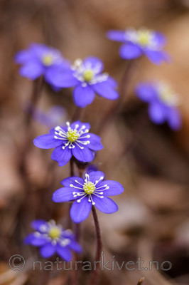 KA_05_1_2907 / Hepatica nobilis / Blåveis