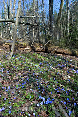 KA_05_1_2985 / Hepatica nobilis / Blåveis