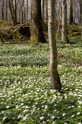 KA_05_1_3182 / Anemone nemorosa / Hvitveis