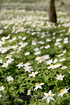 KA_05_1_3185 / Anemone nemorosa / Hvitveis