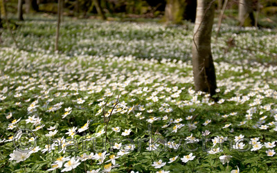KA_05_1_3188 / Anemone nemorosa / Hvitveis