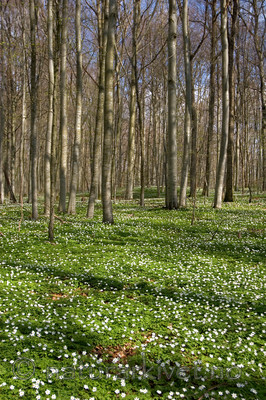 KA_05_1_3232 / Anemone nemorosa / Hvitveis