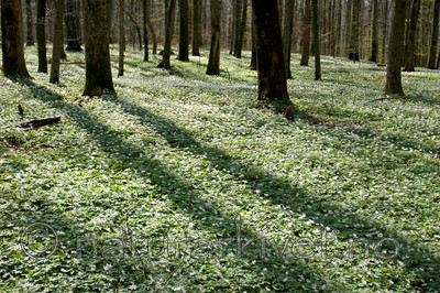 KA_05_1_3235 / Anemone nemorosa / Hvitveis