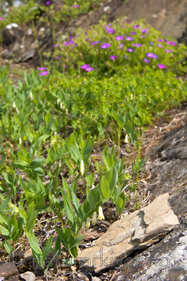 KA_05_1_3695 / Polygonatum odoratum / Kantkonvall