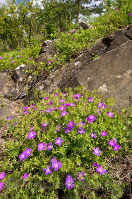 KA_05_1_3697 / Geranium sanguineum / Blodstorkenebb
