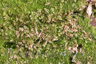 KA_05_1_3844 / Calypogeia suecica / Råteflak