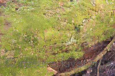 KA_05_1_3854 / Calypogeia suecica / Råteflak