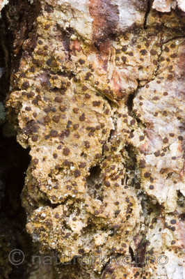 KA_05_1_3908 / Arthonia vinosa / Vinflekklav