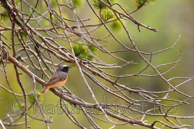 KA_05_1_3918 / Phoenicurus phoenicurus / Rødstjert