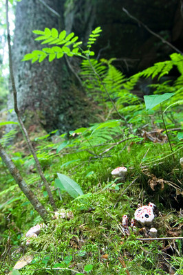 KA_05_1_4918 / Hydnellum peckii / Skarp rustbrunpigg