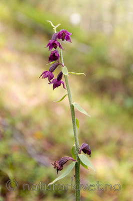 KA_05_1_5106 / Epipactis atrorubens / Rødflangre