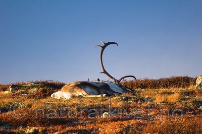 KA_05_1_5615 / Rangifer tarandus / Rein