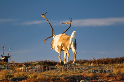 KA_05_1_5627 / Rangifer tarandus / Rein