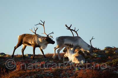 KA_05_1_5663 / Rangifer tarandus / Rein