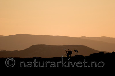 KA_05_1_5693 / Rangifer tarandus / Rein