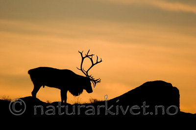 KA_05_1_5737 / Rangifer tarandus / Rein
