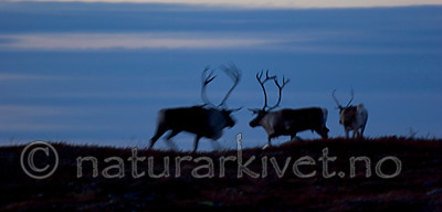 KA_05_1_5772 / Rangifer tarandus / Rein