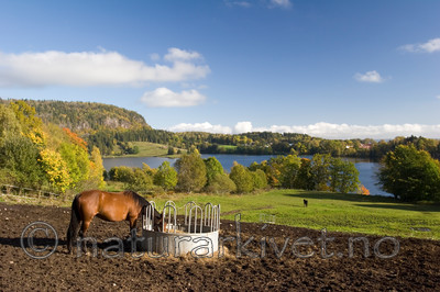KA_05_1_5814 / Equus caballus / Hest