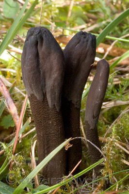 KA_05_1_5905 / Trichoglossum hirsutum / Svartlodnetunge