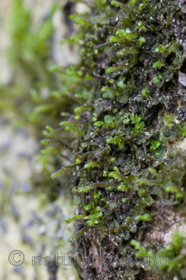 KA_05_1_6104 / Frullania bolanderi / Pelsblæremose