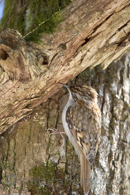 KA_06_1_0311 / Certhia familiaris / Trekryper