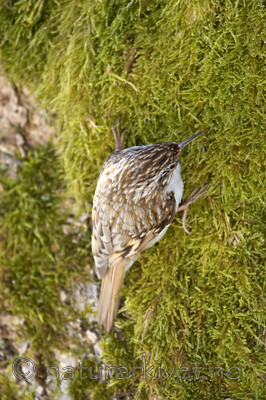 KA_06_1_0314 / Certhia familiaris / Trekryper