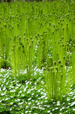 KA_06_1_0635 / Anemone nemorosa / Hvitveis <br /> Matteuccia struthiopteris / Strutseving